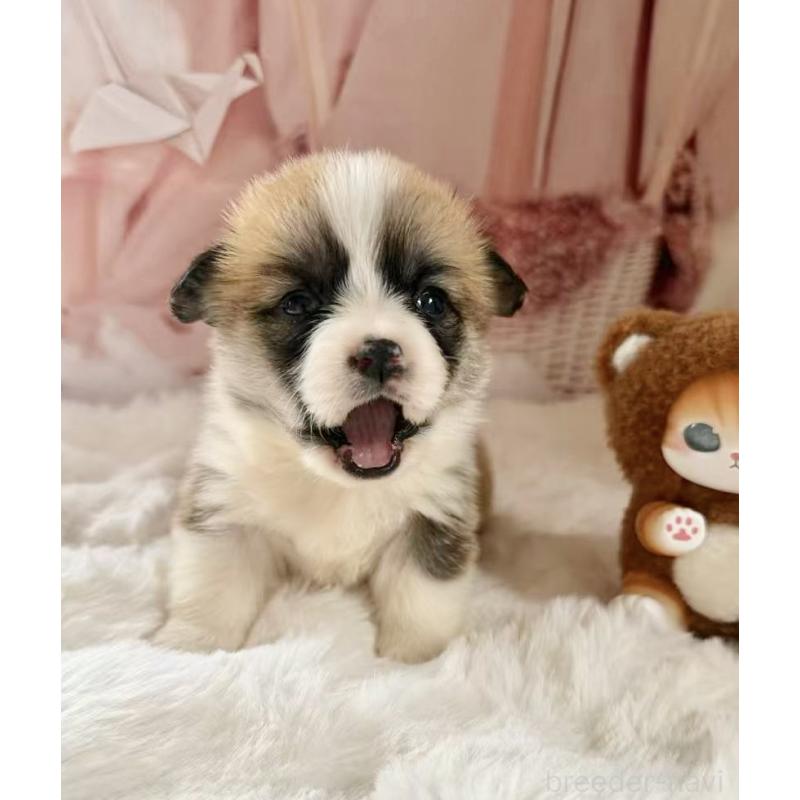 販売中の千葉県のウェルシュコーギーペンブローク-447524の12枚目