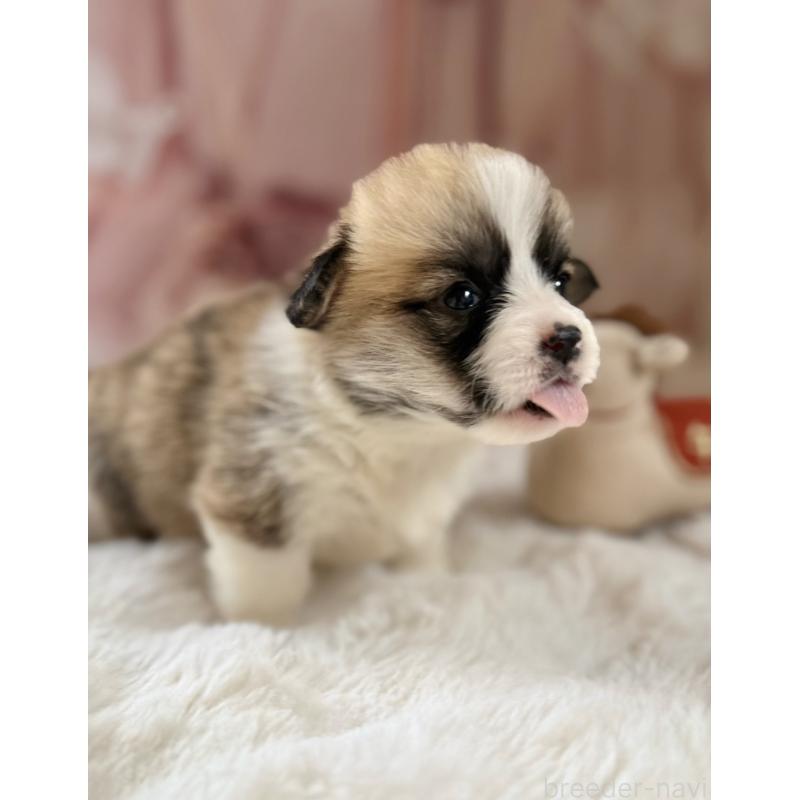 販売中の千葉県のウェルシュコーギーペンブローク-447524の11枚目