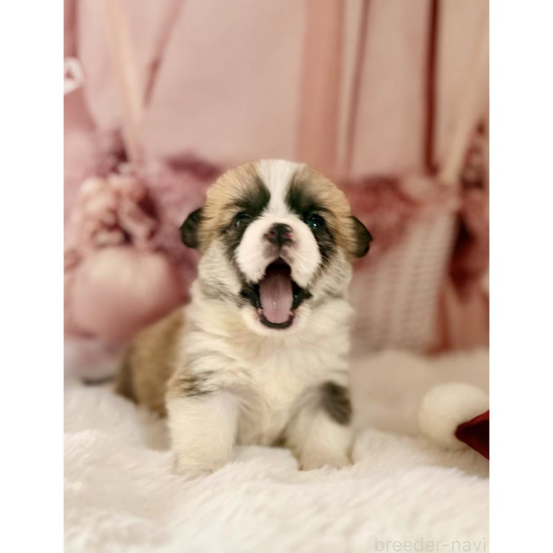 販売中の千葉県のウェルシュコーギーペンブローク-447524の10枚目