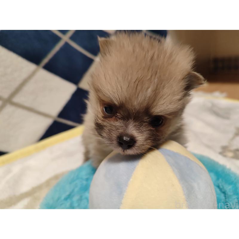 販売中の岡山県のポメラニアン-447339の11枚目