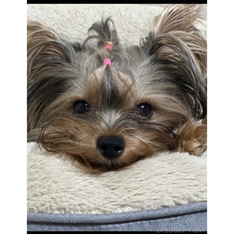 犬舎紹介の神奈川県の犬舎紹介-1829の2枚目