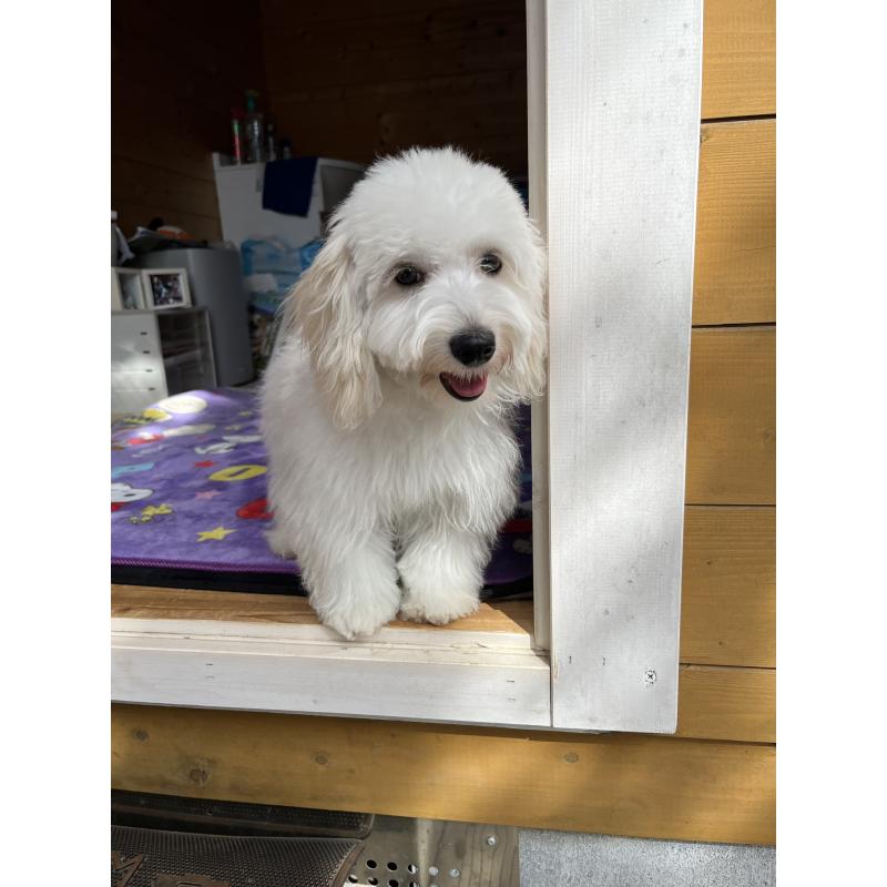 販売中の埼玉県のミックス犬-442534の7枚目