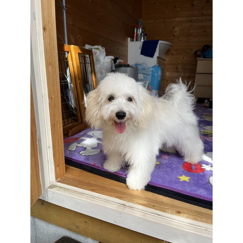 販売中の埼玉県のミックス犬-442534の6枚目