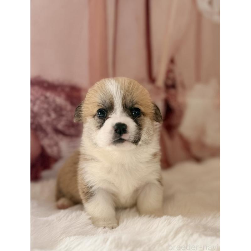 成約済の千葉県のウェルシュコーギーペンブローク-447523の10枚目