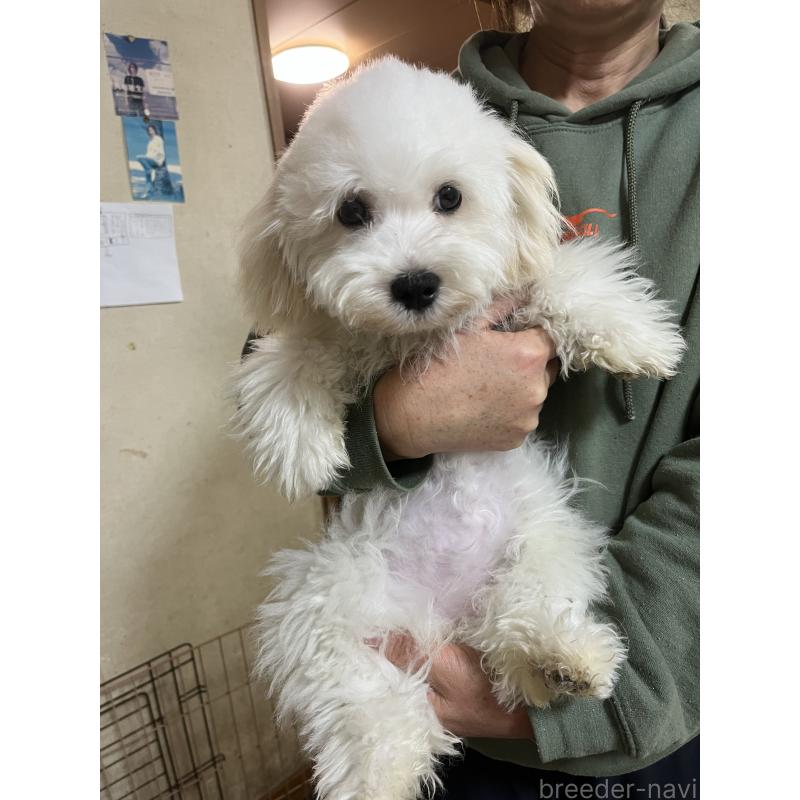 販売中の埼玉県のミックス犬-442531の7枚目