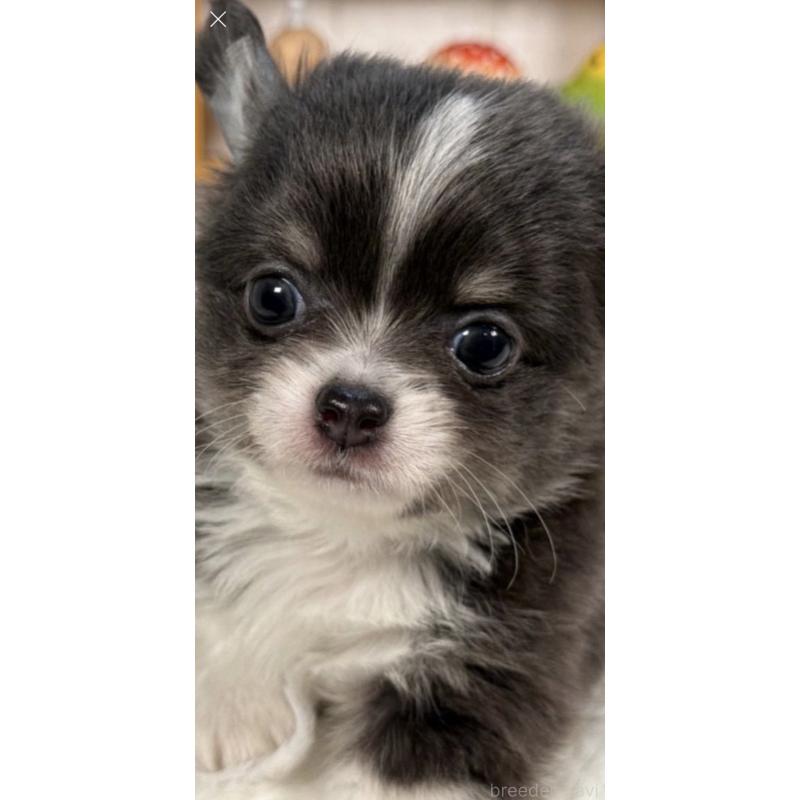 犬舎紹介の神奈川県の犬舎紹介-1829の3枚目