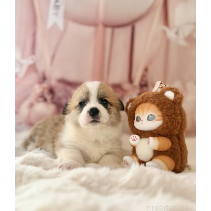 商談中の千葉県のウェルシュコーギーペンブローク-447525の11枚目