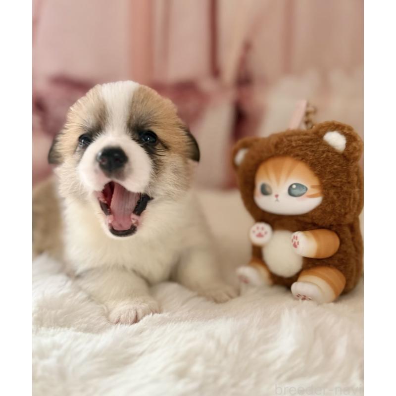 商談中の千葉県のウェルシュコーギーペンブローク-447525の10枚目