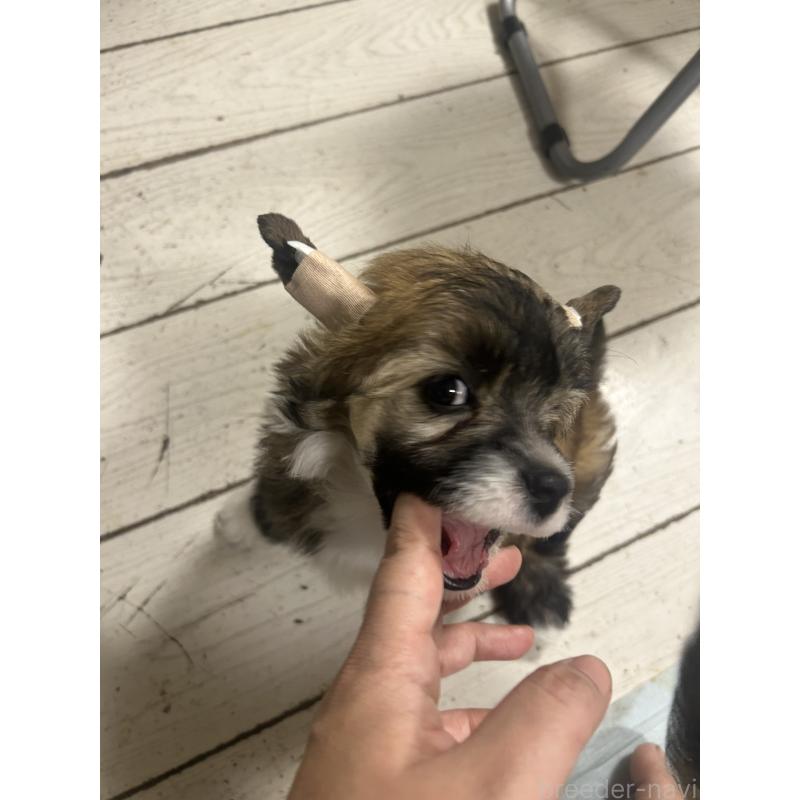 販売中の千葉県のチャイニーズクレステッドドッグ-448541の6枚目