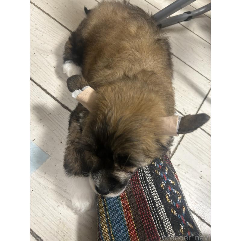 販売中の千葉県のチャイニーズクレステッドドッグ-448541の5枚目