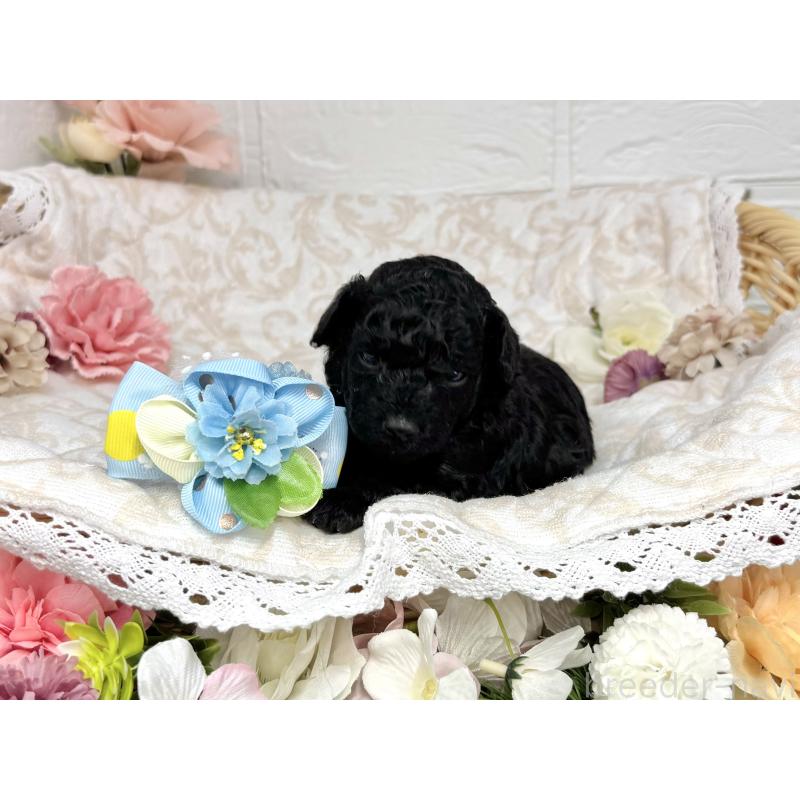 販売中の愛知県のトイプードル-445561の27枚目