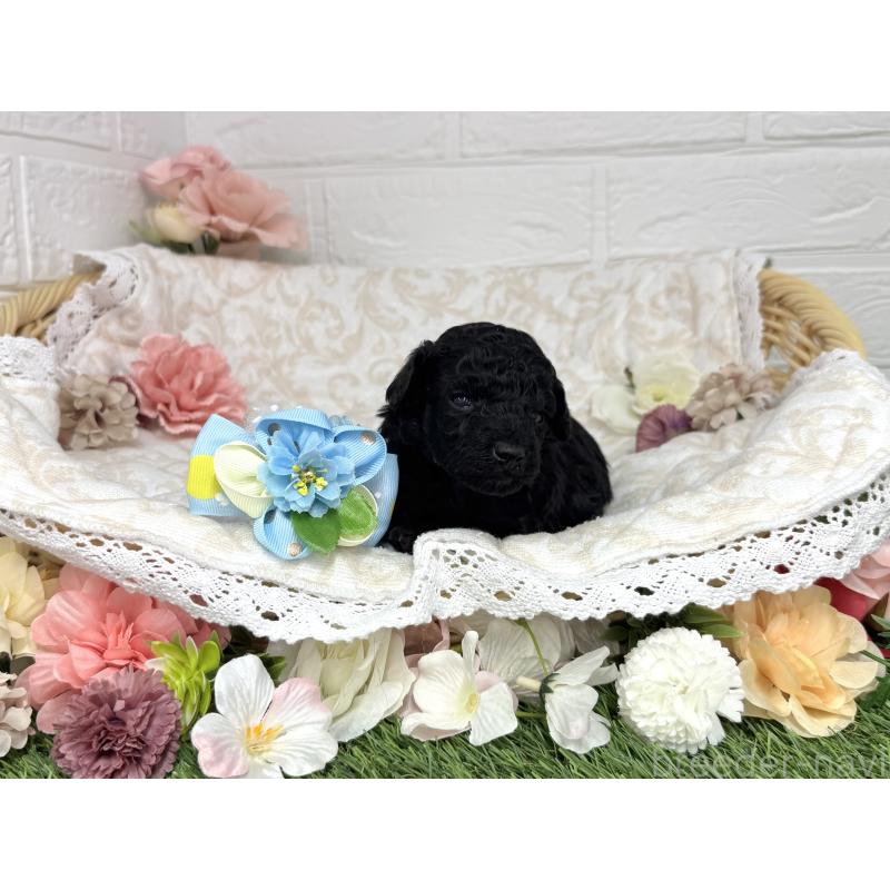 販売中の愛知県のトイプードル-445561の26枚目