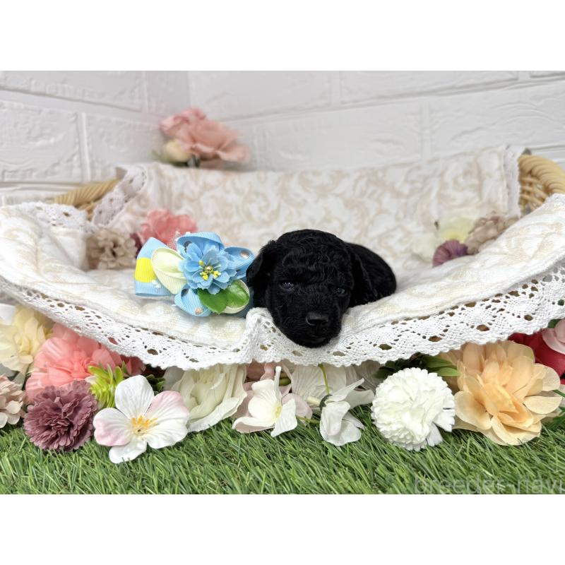 販売中の愛知県のトイプードル-445561の25枚目