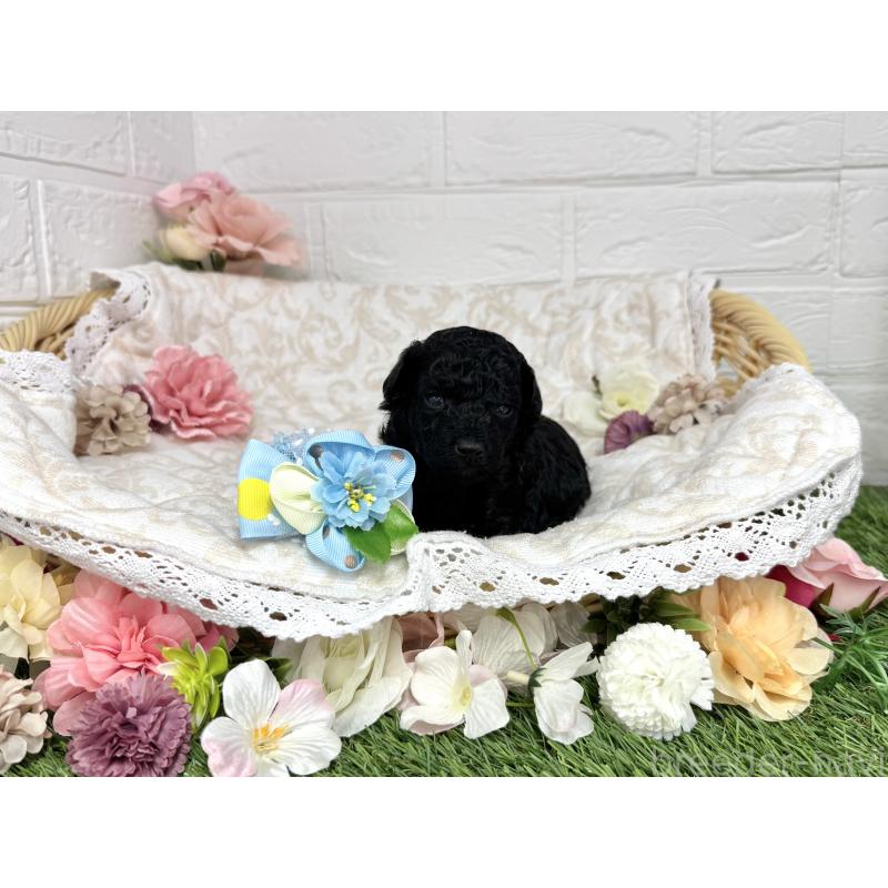 販売中の愛知県のトイプードル-445561の24枚目