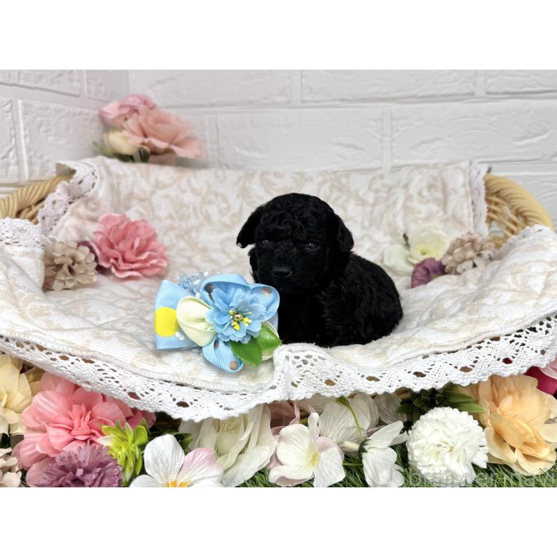 販売中の愛知県のトイプードル-445561の23枚目