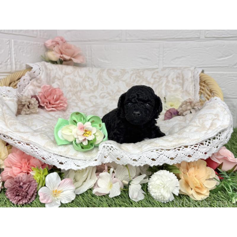 販売中の愛知県のトイプードル-445563の24枚目