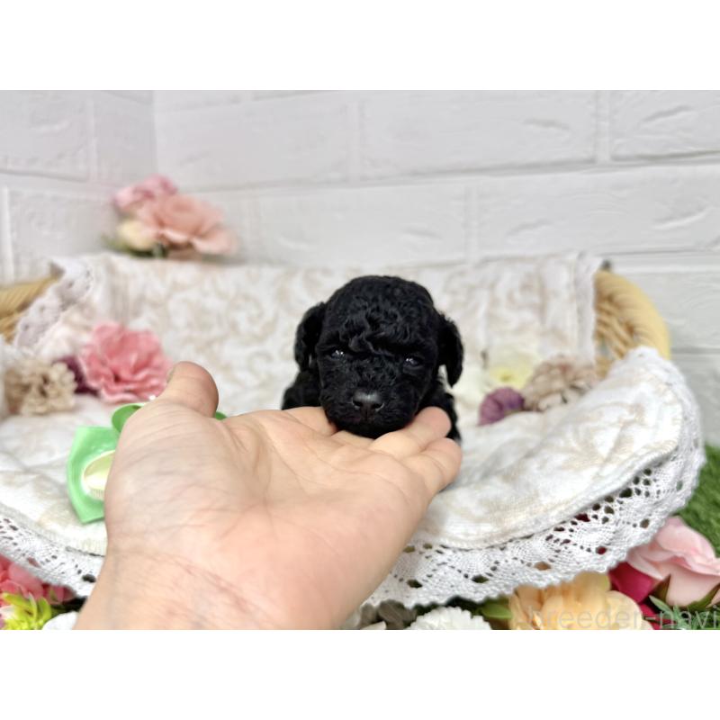 販売中の愛知県のトイプードル-445563の22枚目