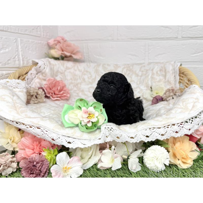 販売中の愛知県のトイプードル-445563の21枚目