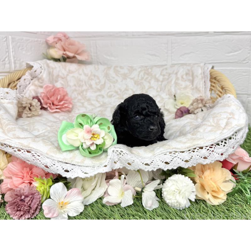 販売中の愛知県のトイプードル-445563の20枚目