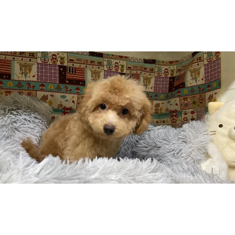 販売中の富山県のトイプードル-433022の5枚目