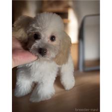 ♀︎タイニープードル