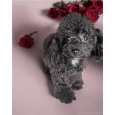 ♀︎ティーカッププードル