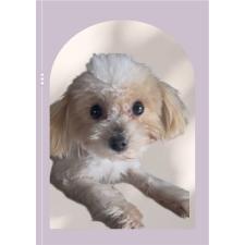 ♀︎タイニープードル