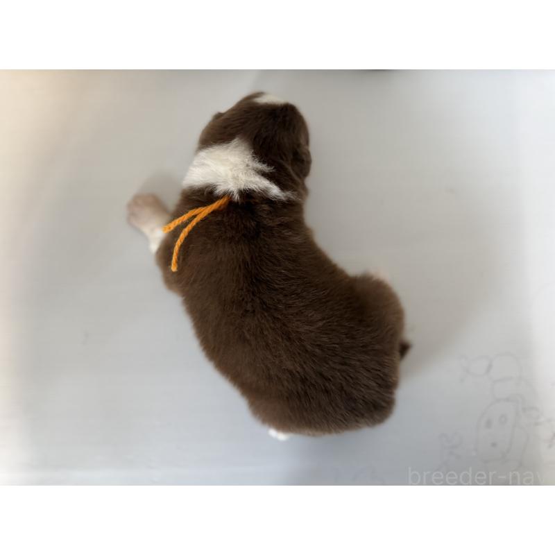 販売中の山梨県のオーストラリアンシェパード-444635の6枚目