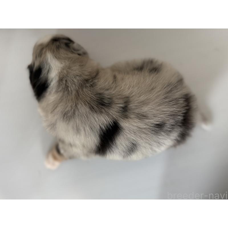 商談中の山梨県のオーストラリアンシェパード-444622の5枚目