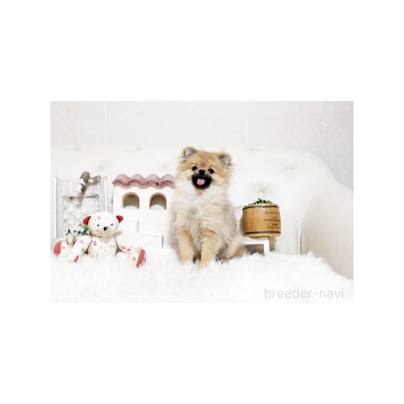 販売中の佐賀県のポメラニアン-425013の5枚目