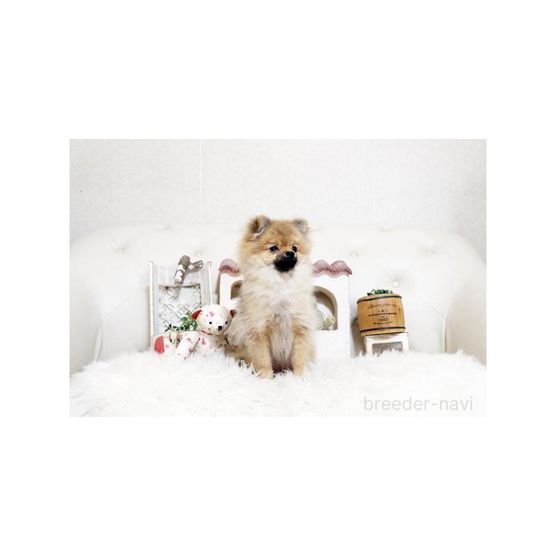 販売中の佐賀県のポメラニアン-425013の4枚目