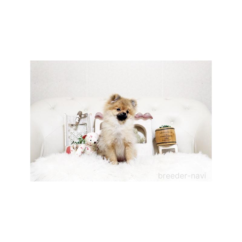 販売中の佐賀県のポメラニアン-425013の3枚目