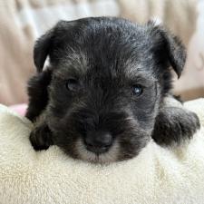 ♀︎ミニチュアシュナウザー