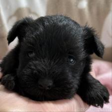 ♀︎ミニチュアシュナウザー