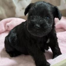 ♀︎ミニチュアシュナウザー