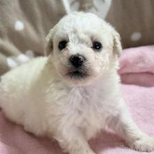 ♀︎ビションフリーゼ