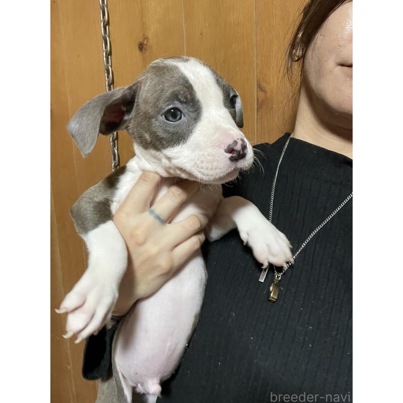 販売中の佐賀県のアメリカンピットブルテリア-435119の2枚目