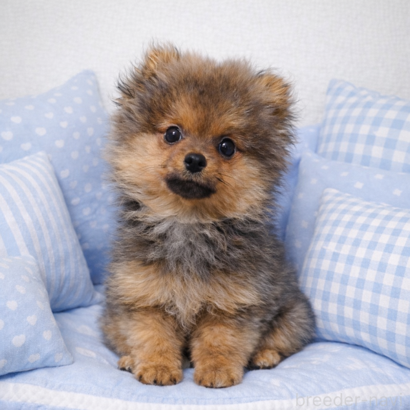 販売中の滋賀県のポメラニアン-444007