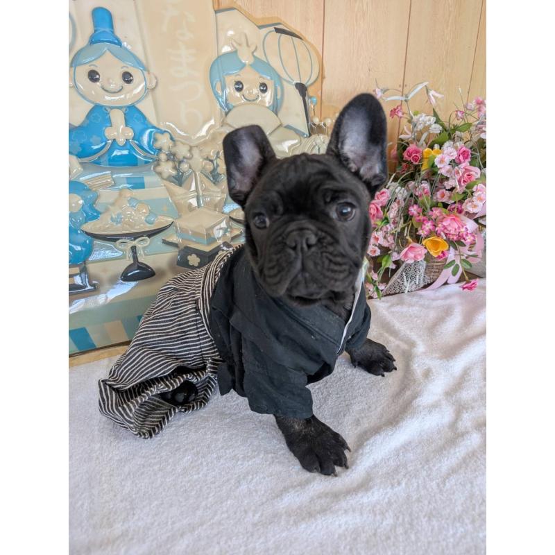 販売中の岩手県のフレンチブルドッグ-435884の3枚目