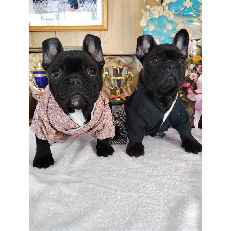 販売中の岩手県のフレンチブルドッグ-435884の2枚目