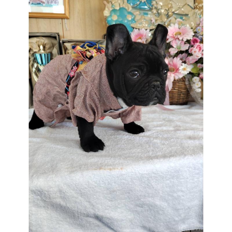 販売中の岩手県のフレンチブルドッグ-435885の3枚目