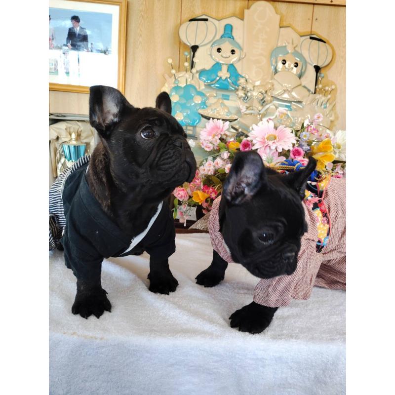 販売中の岩手県のフレンチブルドッグ-435885の2枚目