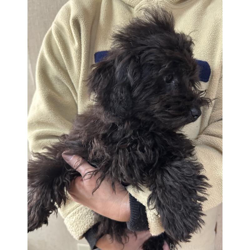 販売中の三重県のタイニープードル-425541の3枚目