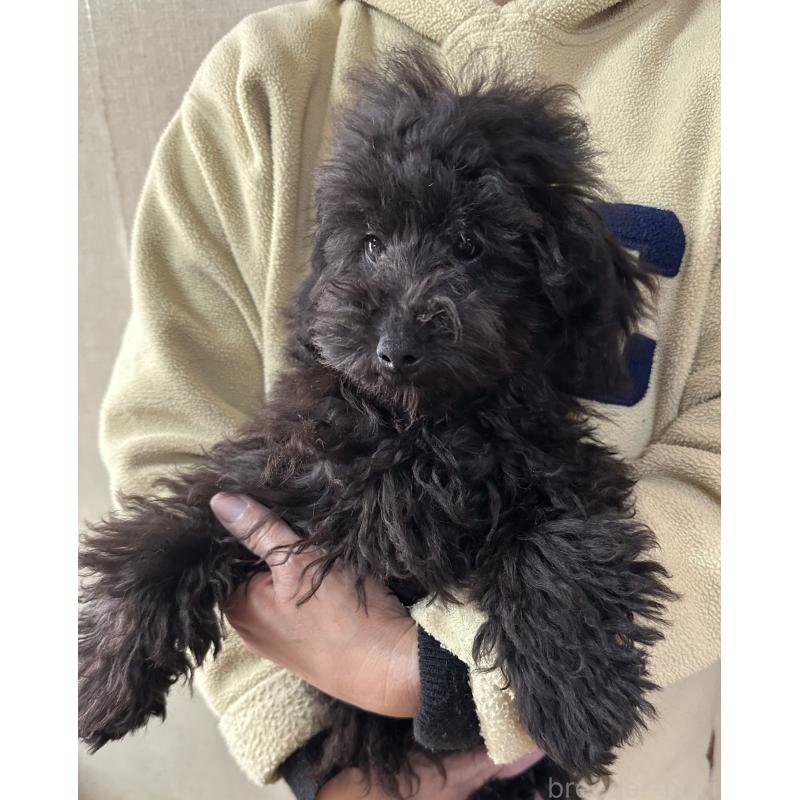 販売中の三重県のタイニープードル-425541の2枚目