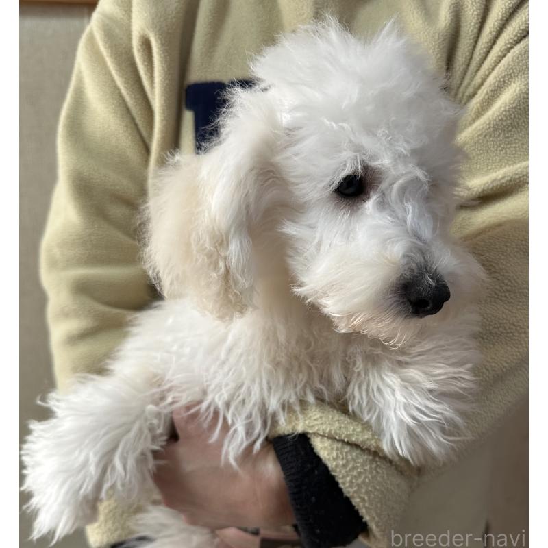 販売中の三重県のタイニープードル-425543の16枚目