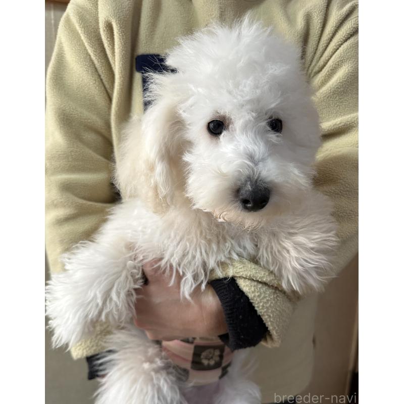 販売中の三重県のタイニープードル-425543の15枚目