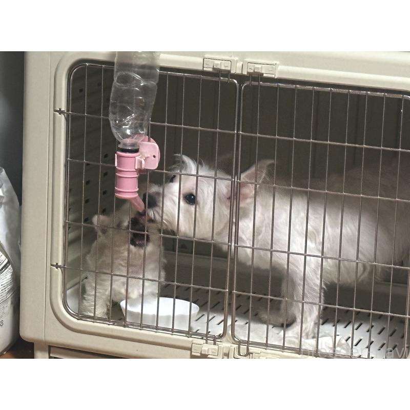 犬舎紹介の熊本県の犬舎紹介-4153の4枚目