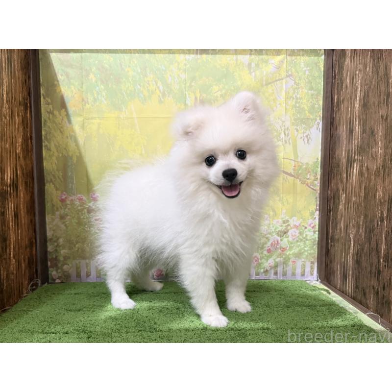 販売中の埼玉県のミックス犬-434372の2枚目