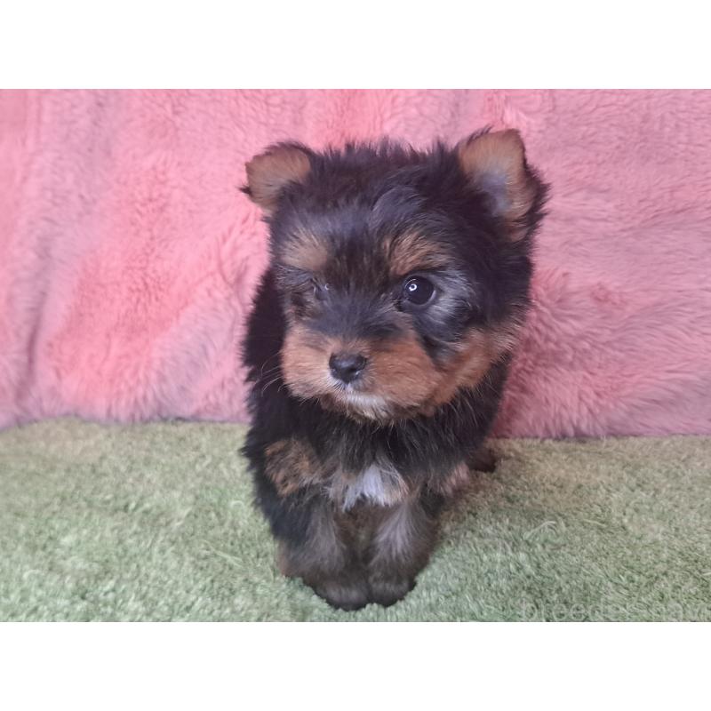 成約済の愛知県のヨークシャーテリア-443111の4枚目