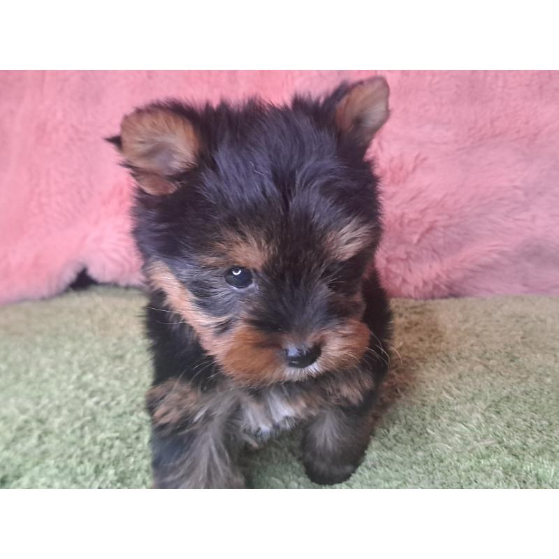 成約済の愛知県のヨークシャーテリア-443111の3枚目